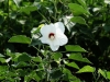 Anahuac Texas 