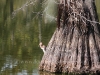 Anahuac Texas 